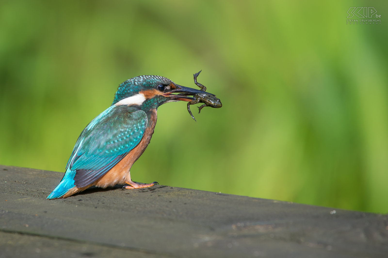 Kingfishers - Kingfisher with tadpole Kingfishers are one of the most beautiful species of birds in my country Belgium. The common kingfisher (alcedo atthis) is a fish-eater with a bright blue orange plumage of about 16cm long. Males are distinguished by their pitch-black lower mandible while females have a dark red spot.<br />
<br />
I already spend a lot of hours sitting in my camouflage hide near a pond, but often I didn’t capture any good shots. Recently, however, it was a great day and a young female kingfisher has been fishing for many hours. She catched fishes, insects and a lot of frogs and tadpoles. After each dive, she flew to the twig in front of my hide. Then she beated the prey against the perch several times. Once dead, the prey is positioned lengthways and swallowed head-first. As a nature photographer this was a fantastic day. Stefan Cruysberghs